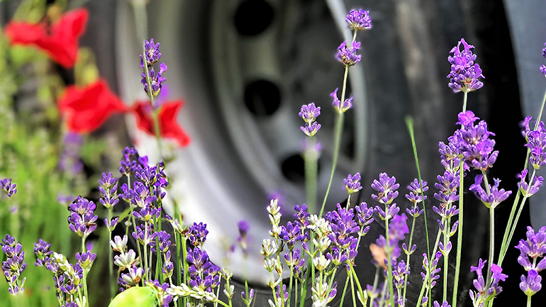 Lastbilshjul bakom blommor.