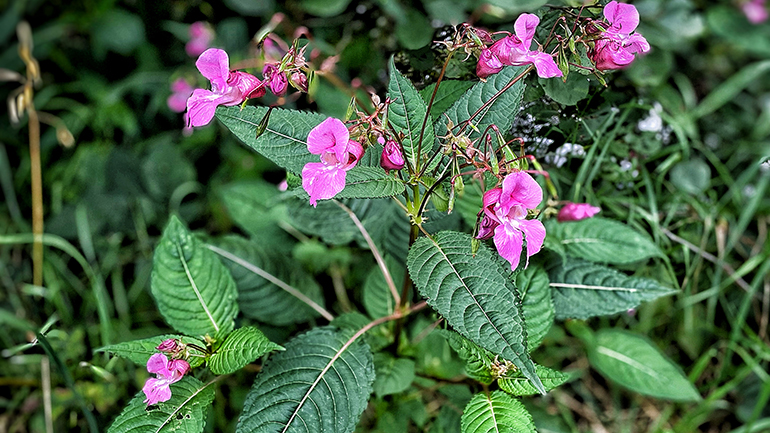 En buskväxt med rosa blommor.